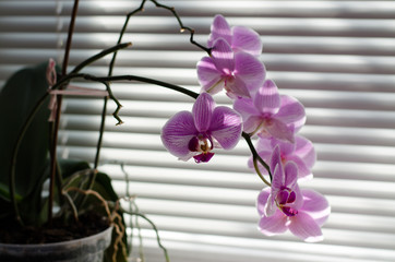 Pink orchid flower. Orchid in a pot on the windowsill. Beautiful indoor flowers.