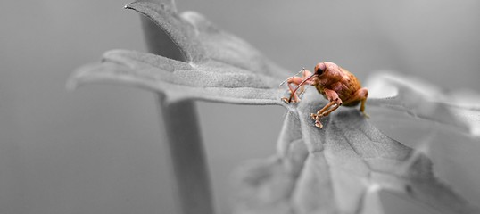 Charançon insecte macro - nature