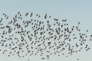 Flock of birds, sandpiper