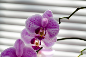 Pink orchid flower. Orchid in a pot on the windowsill. Beautiful indoor flowers.