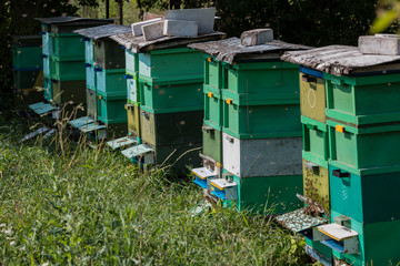 Fototapeta na wymiar The bee hive is shot close-up in the summer on an apiary, countryside.