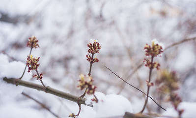Small buds and buds on a tree branch. Wildlife. Cold, snowy spring in Europe