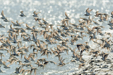Flock of birds, sandpiper