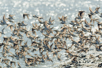 Flock of birds, sandpiper