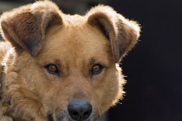 Portrait of a red yard dog. The dog has sad eyes and big ears.