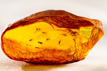 A magnificent piece of Baltic amber with prehistoric flies and insects that are many millions of years old.   Close up photo.