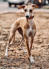whippet