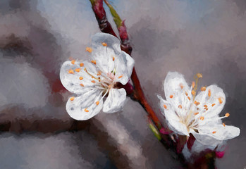 Fototapeta na wymiar Oil painting two bbl flowers of spring cherry on a red branch