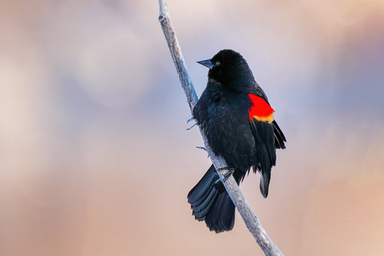 Red-winged blackbird sitting in a tree