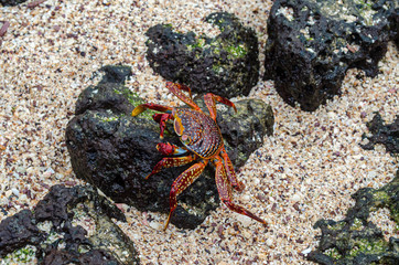 crab on rock at the beach