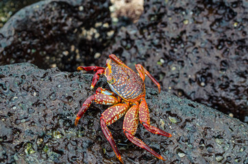 red crab on the beach