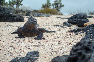 iguana on the beach - galapagos Marine iguana -Amblyrhynchus cristatus - Ecuador