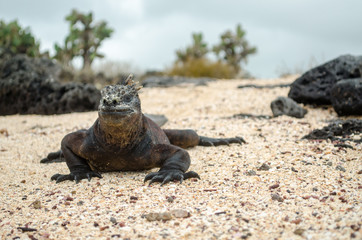 galapagos Marine iguana -Amblyrhynchus cristatus - Ecuador