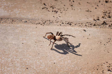 Desert Tarantula Aphonopelma chalcodes Migrating in New Mexico USA