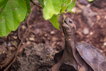 turtle in the grass - galapagos baby Tortoise eating