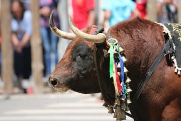 rope bull at a traditional spanish festival
