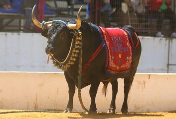 rope bull at a traditional spanish festival