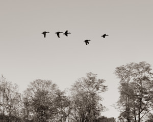 birds in flight