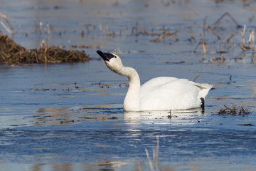 Fototapeta premium Trumpeter Swan Drinking Water in Alaska