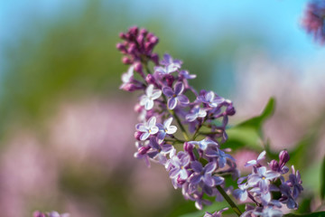 lilac against  the blue sky