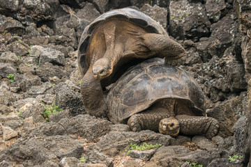 turtle on the grass - Ecuadorian Galápagos - Mating