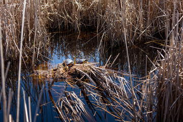 Two turtle sunbathing in the wetlands of Mer Bleue.