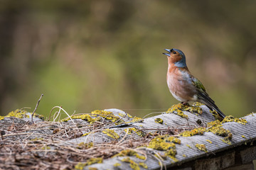 A finch, a bright bird, stands and sings on a wavy roof. City birds. Blurred background. Wildlife. Spring. Close-up.