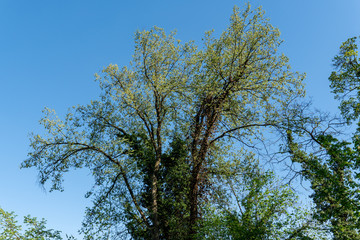 Obraz premium Ein Baum mit blauem Himmel im Hintergrund