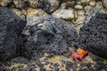Amblyrhynchus cristatus - marine iguana - sea iguana, saltwater iguana, or Galápagos marine iguana versus red Crab