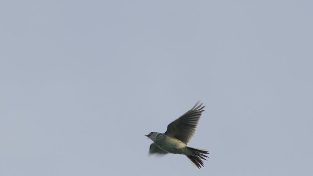 Eurasian skylark (Alauda arvensis) flying against sky, Cranborne Chase, Wiltshire, UK