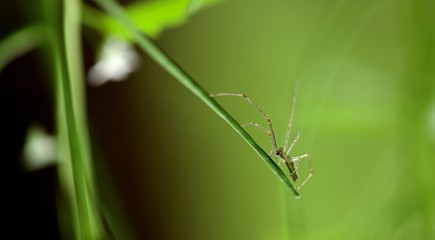 Araignée