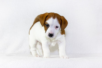 happy white puppy with red spots Jack raseell terrier makes the first steps on a white background. Age and a half months. Use for advertising the first feeding. Horizontal format