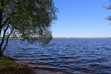 tree on the lake