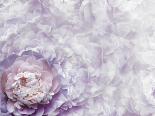 Floral light purple background.  Flowers and peony petals.   Close-up.   .  Flower composition. Nature.