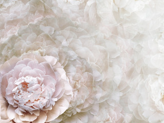 Floral  white-pink background.  Flowers and peony petals.   Close-up.   .  Flower composition. Nature.