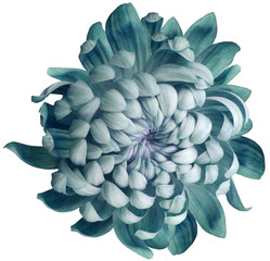 flower  turquoise chrysanthemum . Flower isolated on a white background. No shadows with clipping path. Close-up. Nature.