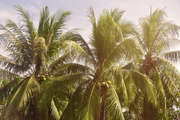 Fototapeta na wymiar Coconut Palm Trees, Beautiful Tropical Background, Vintage Filter.