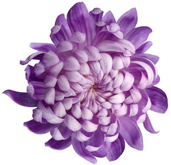 flower  purple chrysanthemum . Flower isolated on a white background. No shadows with clipping path. Close-up. Nature.