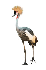 Grey Crowned Crane Isolated On White Background. © rakop_ton