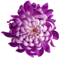 flower  violet chrysanthemum . Flower isolated on a white background. No shadows with clipping path. Close-up. Nature.