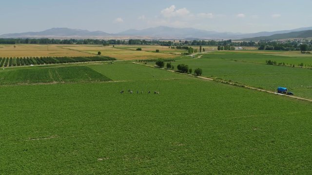 aerial view of beet field