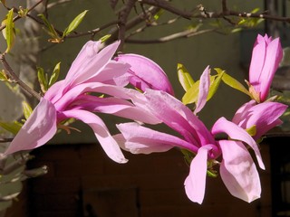 pink flowers of magnolia tree close up