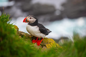 Obraz premium Single atlantic puffin