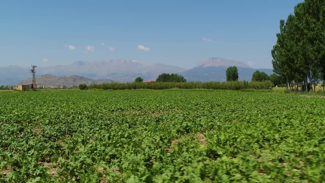 beet field