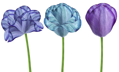 set  flowers tulips on a white  isolated background with clipping path. Close-up. Flowers on the stem. Nature.