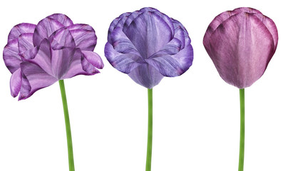set  flowers tulips on a white  isolated background with clipping path. Close-up. Flowers on the stem. Nature.