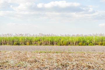 Obraz premium Sugar cane and Workers havesting sugar cane on field at Tay Ninh, Vietnam.