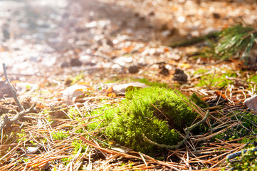 Autumn leaves, needles and cones laying on the ground in the forest