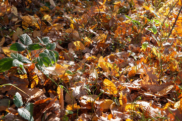 Autumn leaves laying on the ground in the forest