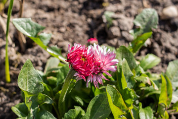 Pink daisy flower among green leaves closeup